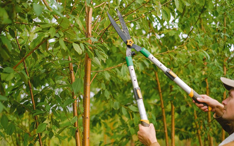 Tree trimming in Cannelton, IN